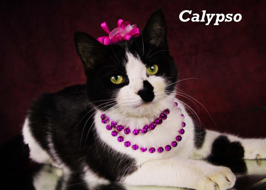 Calypso, Baby Female Domestic Short Hair