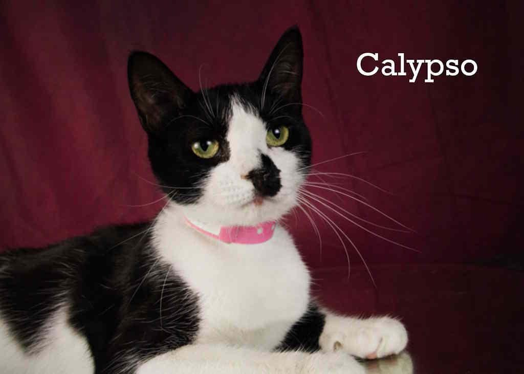 Calypso