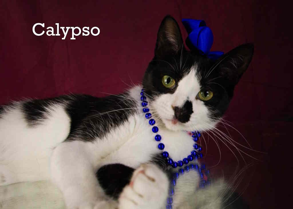 Calypso