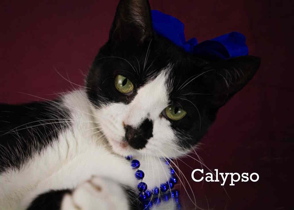 Calypso