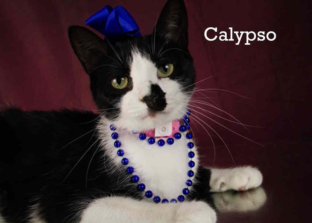Calypso