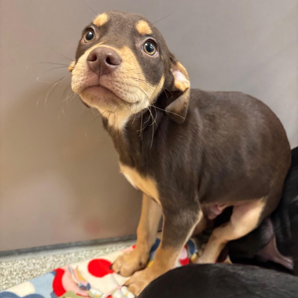 Enlarge Kettle, a Adoptable Mixed Breed in Washington Township, OH image 1/1