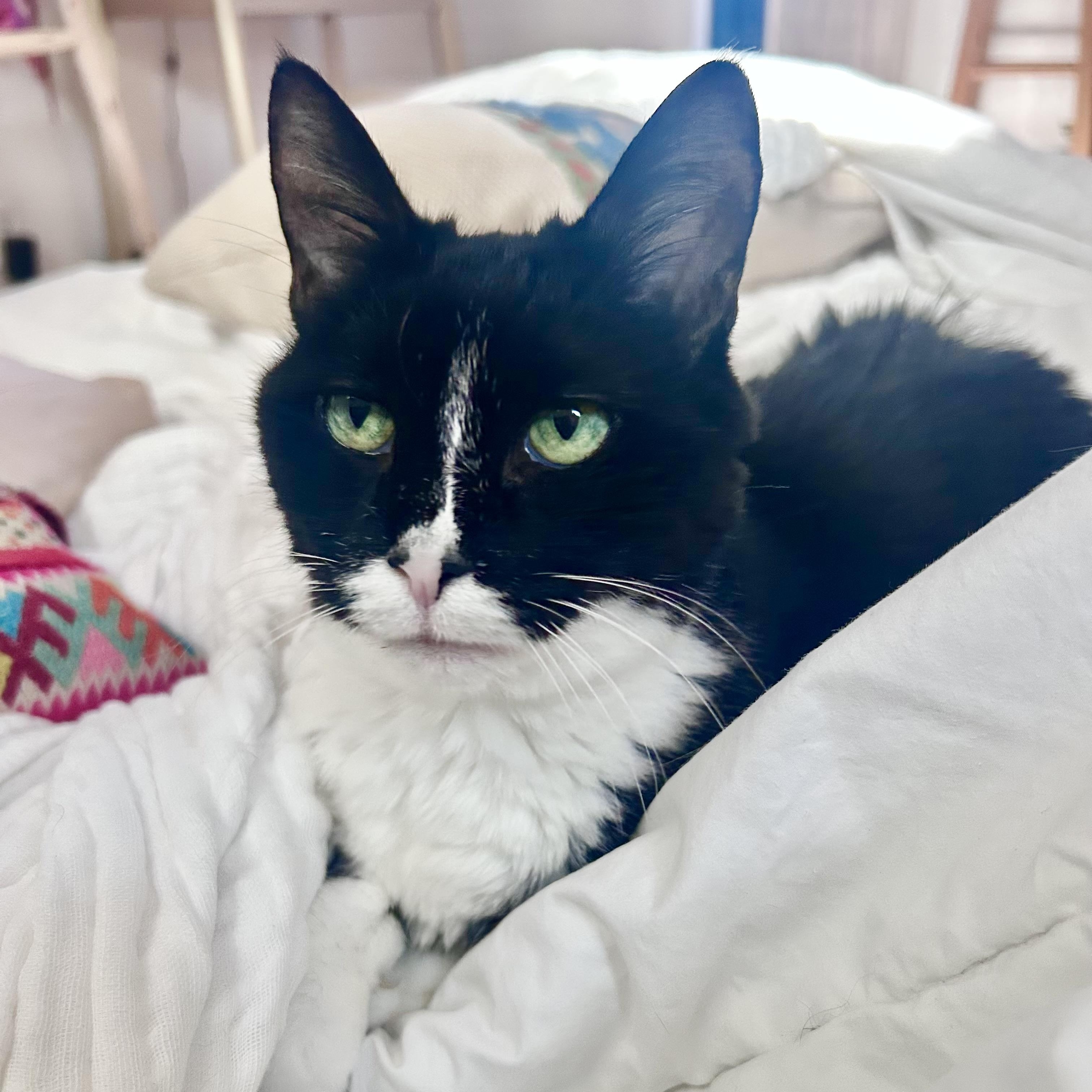 Chartreuse — thumbnail 2