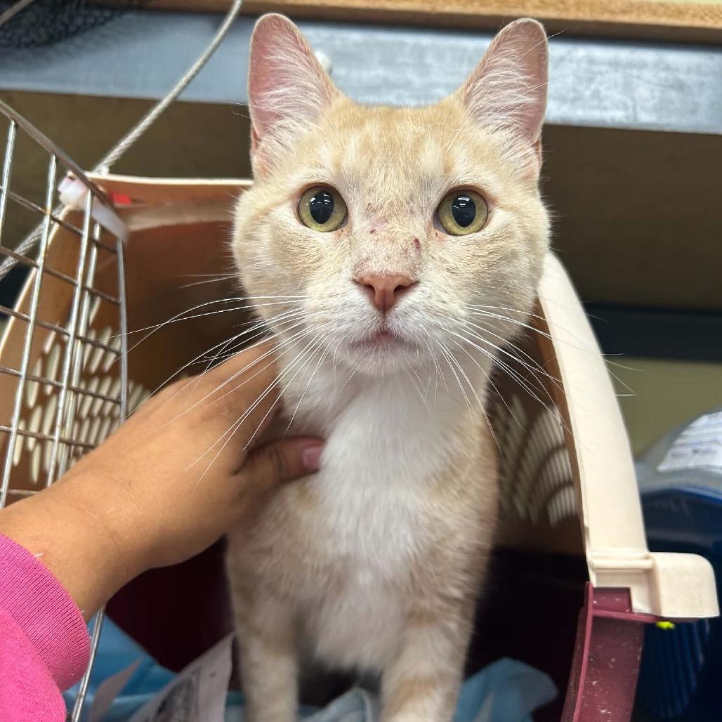 Wilbur, Adoptable, Adult Male Domestic Short Hair.