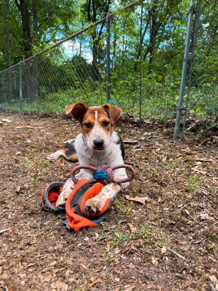 Koda, Adoptable, Young Female Cattle Dog.