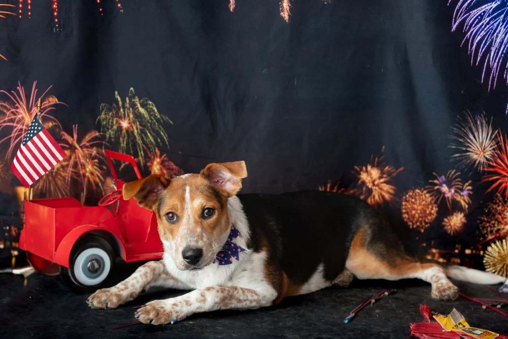 Koda, a Adoptable mixed breed in WARNER ROBINS, GA image 2/6