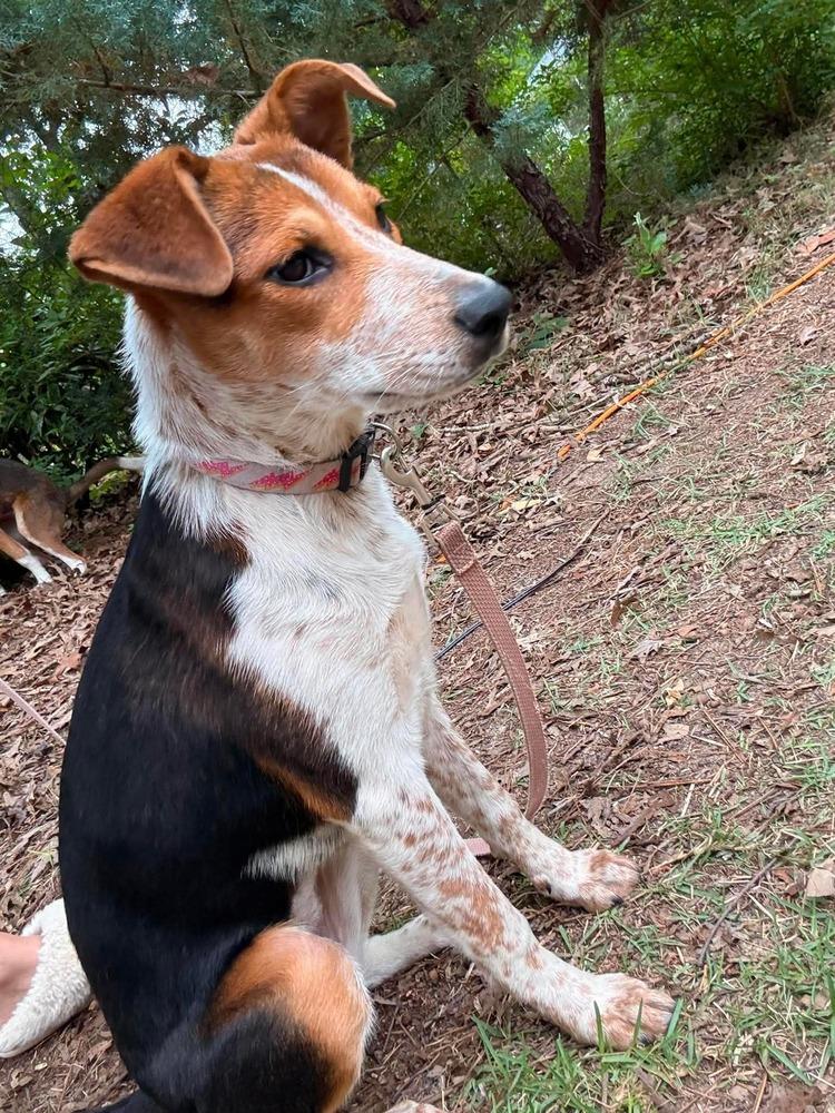 Koda, a Adoptable mixed breed in WARNER ROBINS, GA image 2/4