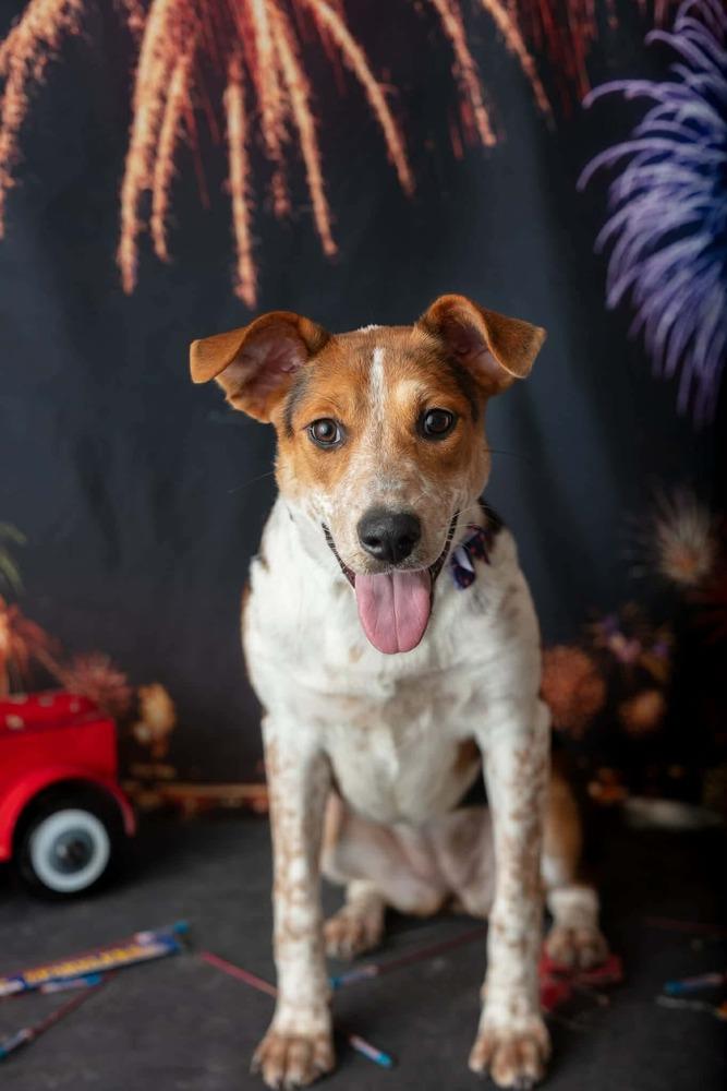 Koda, a Adoptable mixed breed in WARNER ROBINS, GA image 3/6