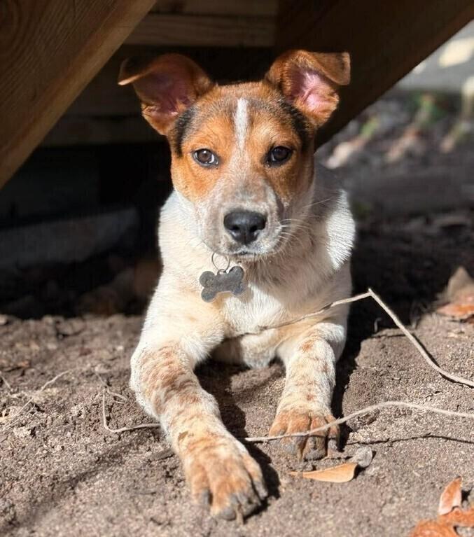 Enlarge Koda, a Adoptable mixed breed in WARNER ROBINS, GA image 1/1