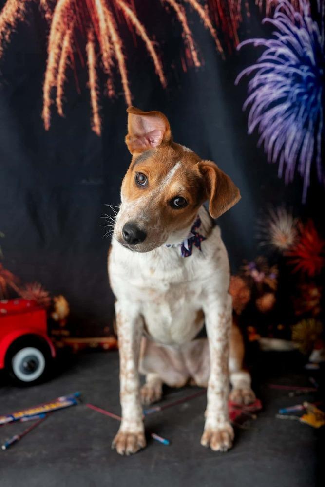 Koda, a Adoptable mixed breed in WARNER ROBINS, GA image 4/6