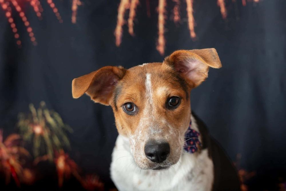 Koda, a Adoptable mixed breed in WARNER ROBINS, GA image 5/6
