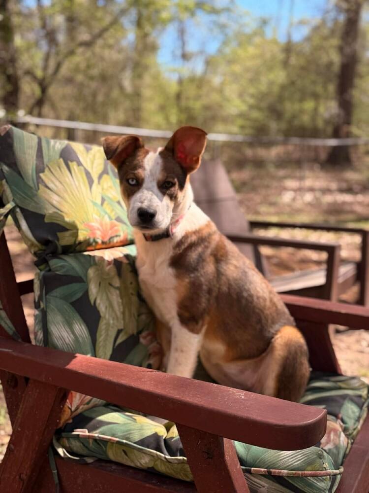 Koda, Adoptable, Young Female Cattle Dog.