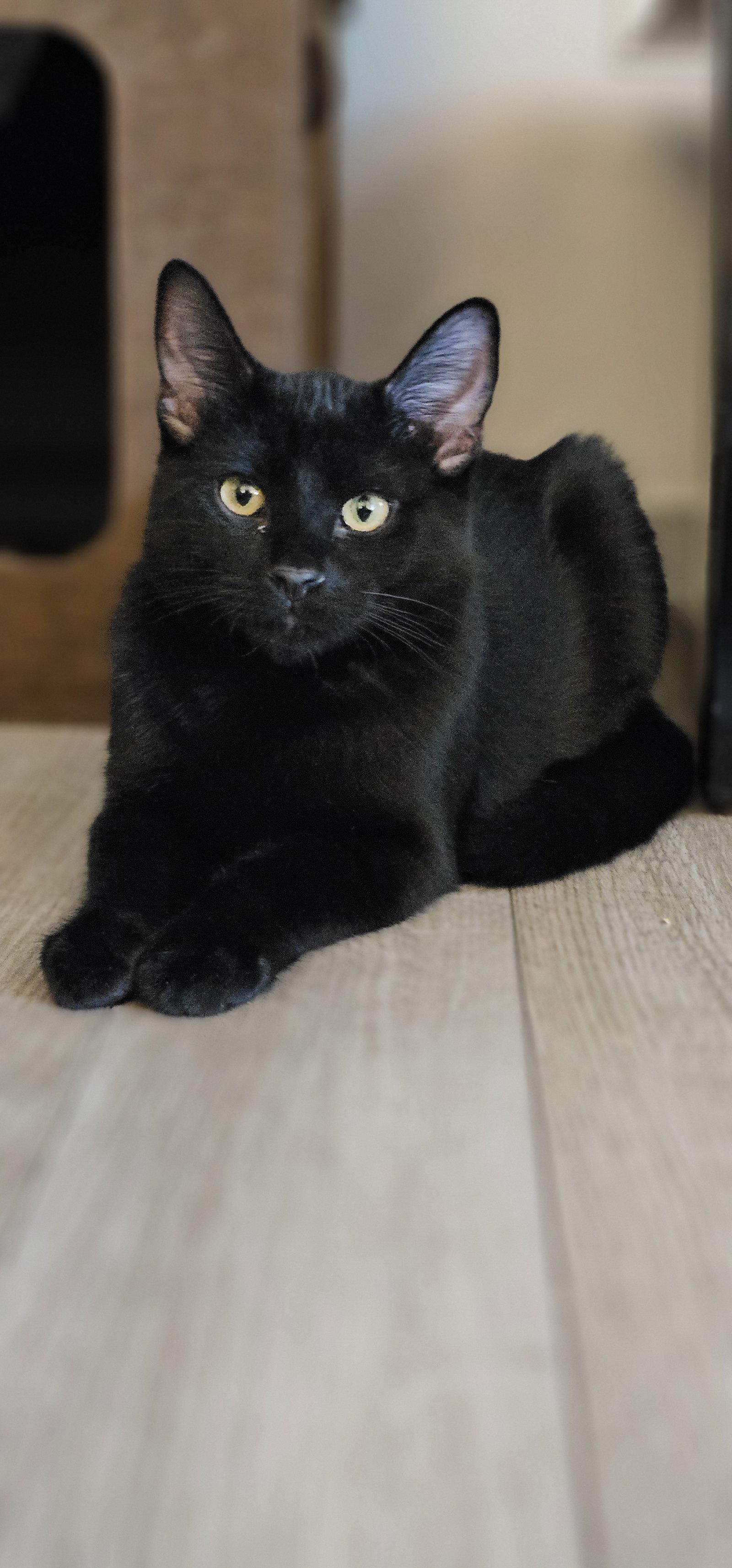 Megan Rapinoe, a Adopted Domestic Short Hair in Aurora, CO image 1/3