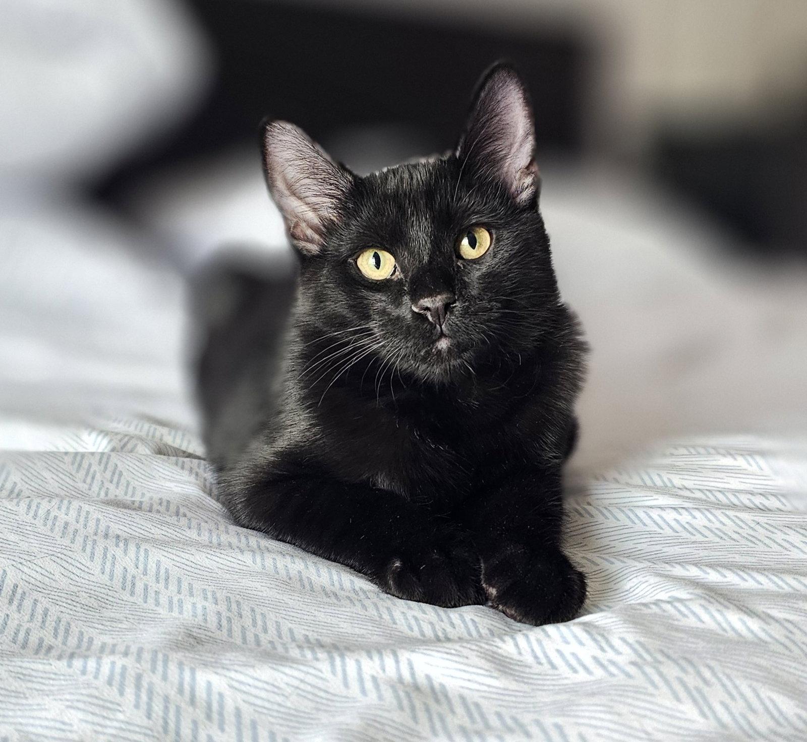 Megan Rapinoe, a Adopted Domestic Short Hair in Aurora, CO image 2/3