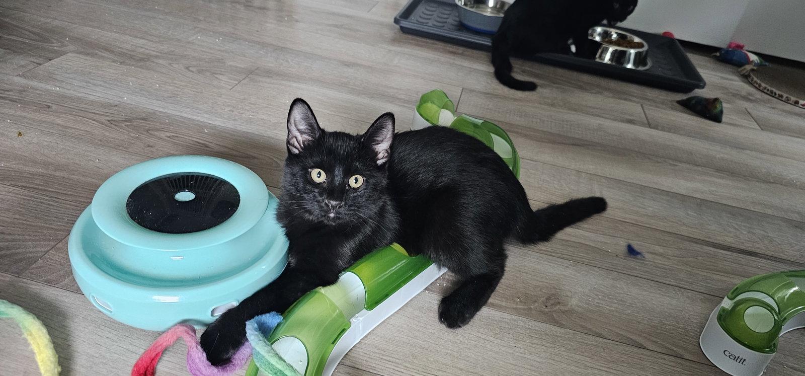 Megan Rapinoe, a Adopted Domestic Short Hair in Aurora, CO image 3/3
