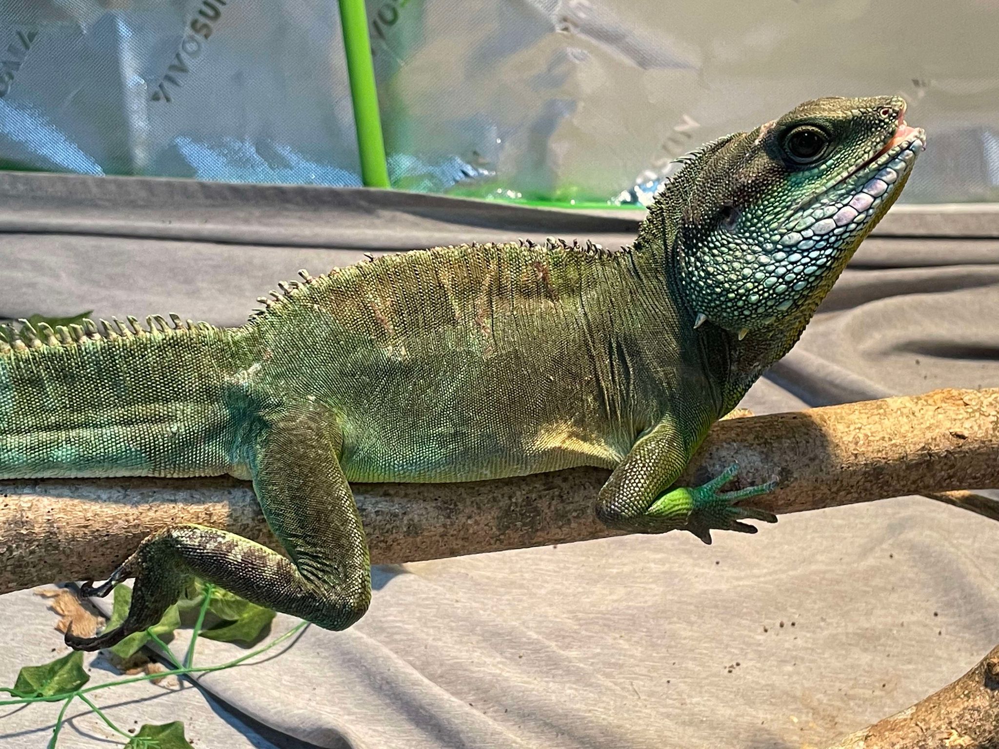 Enlarge Raikou, a Adoptable Water Dragon in Durham, NC image 3/3