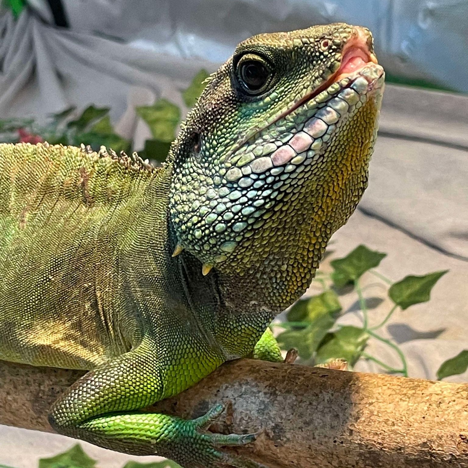 Enlarge Raikou, a Adoptable Water Dragon in Durham, NC image 1/3