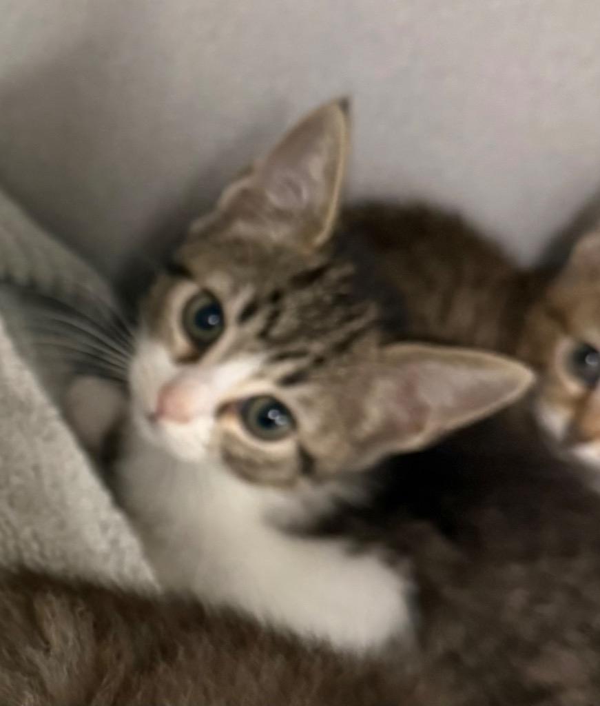 TC Alia, Adoptable, Kitten Female Domestic Short Hair.
