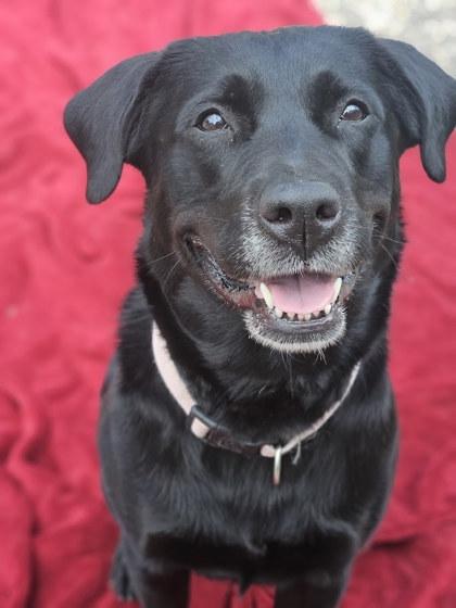 Enlarge Molly, a Adoptable mixed breed in Winona, MN image 2/3