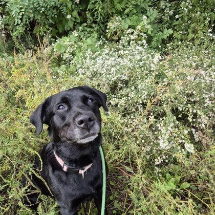 Enlarge Molly, a Adoptable mixed breed in Winona, MN image 3/3