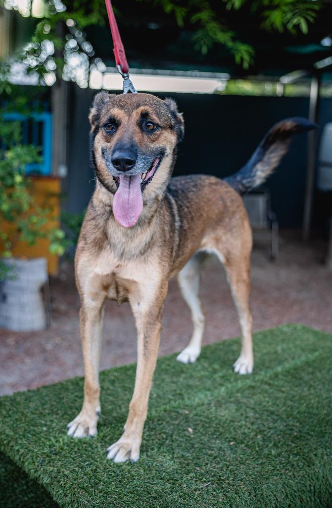 Chica, Adoptable, Adult Female German Shepherd Dog & Dutch Shepherd.