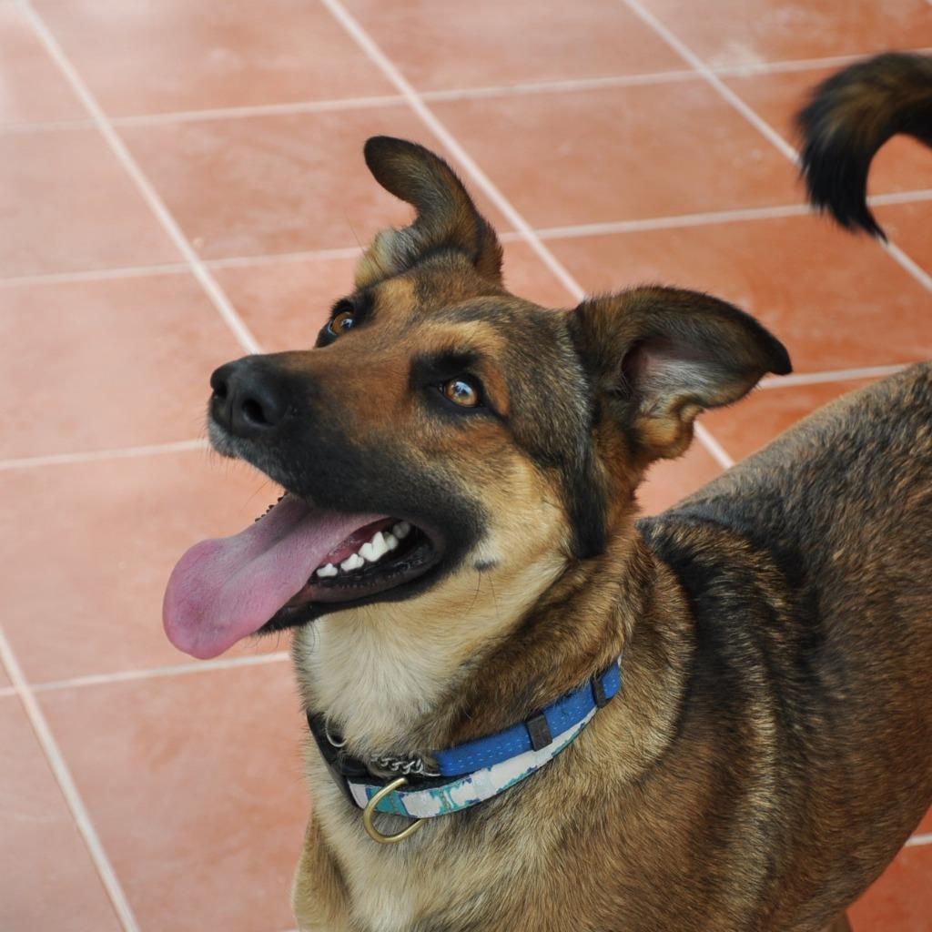Chica, a Adoptable mixed breed in Anacortes, WA image 4/6