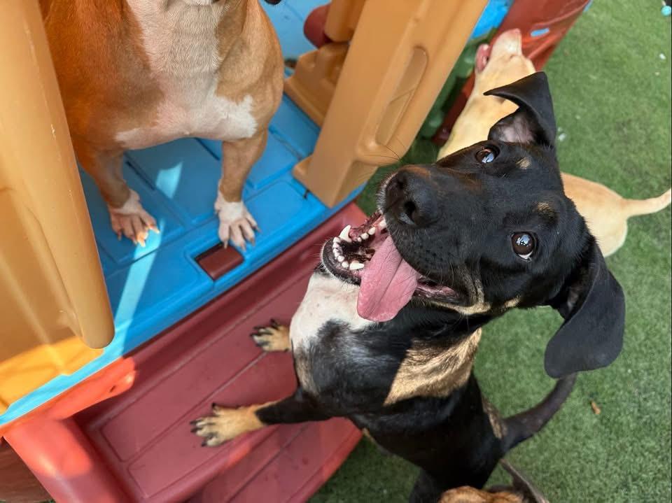 Enlarge Momma Auburn, a Adoptable mixed breed in Mount Juliet, TN image 3/6