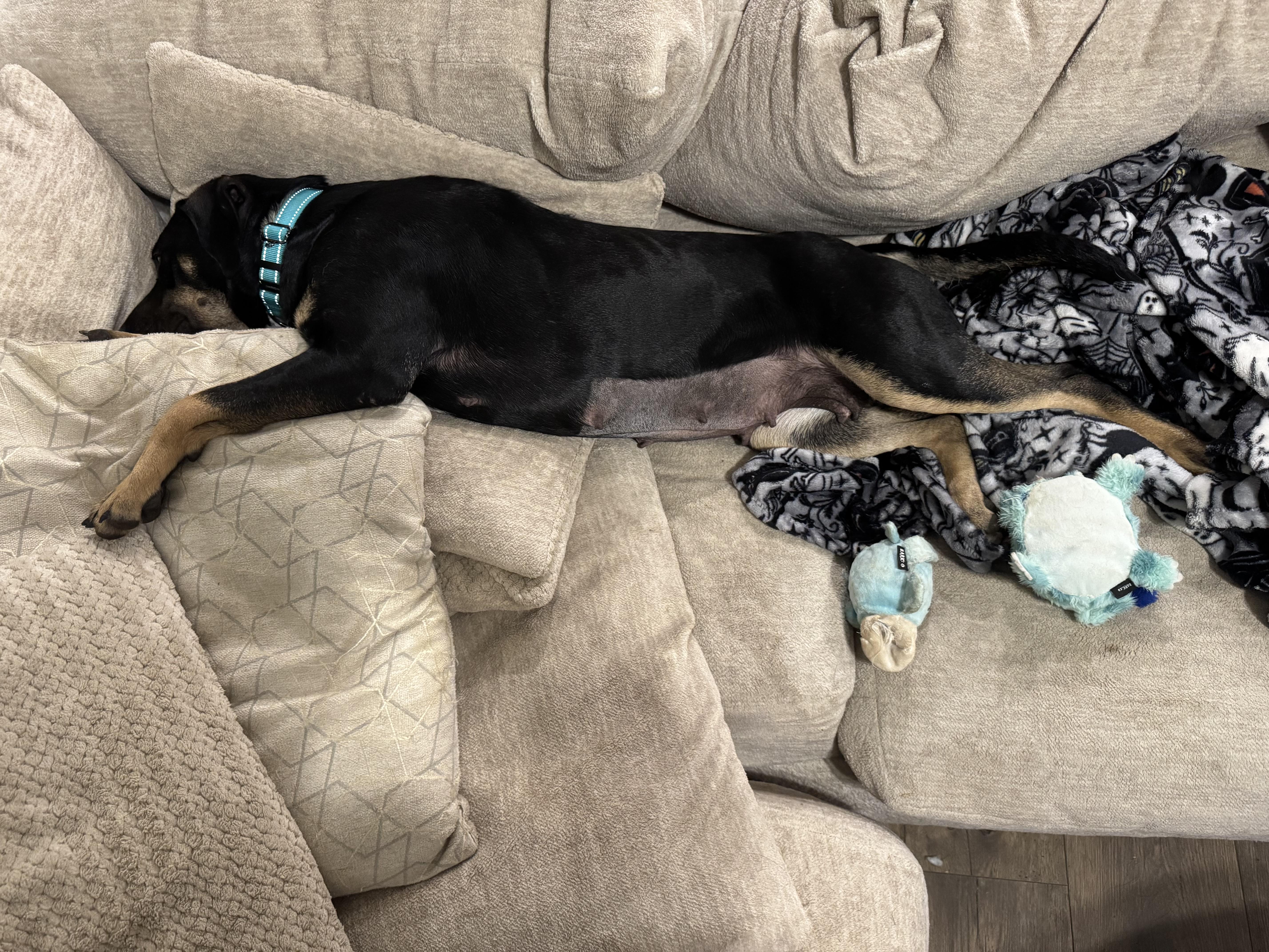 Enlarge Momma Auburn, a Adoptable mixed breed in Mount Juliet, TN image 6/6