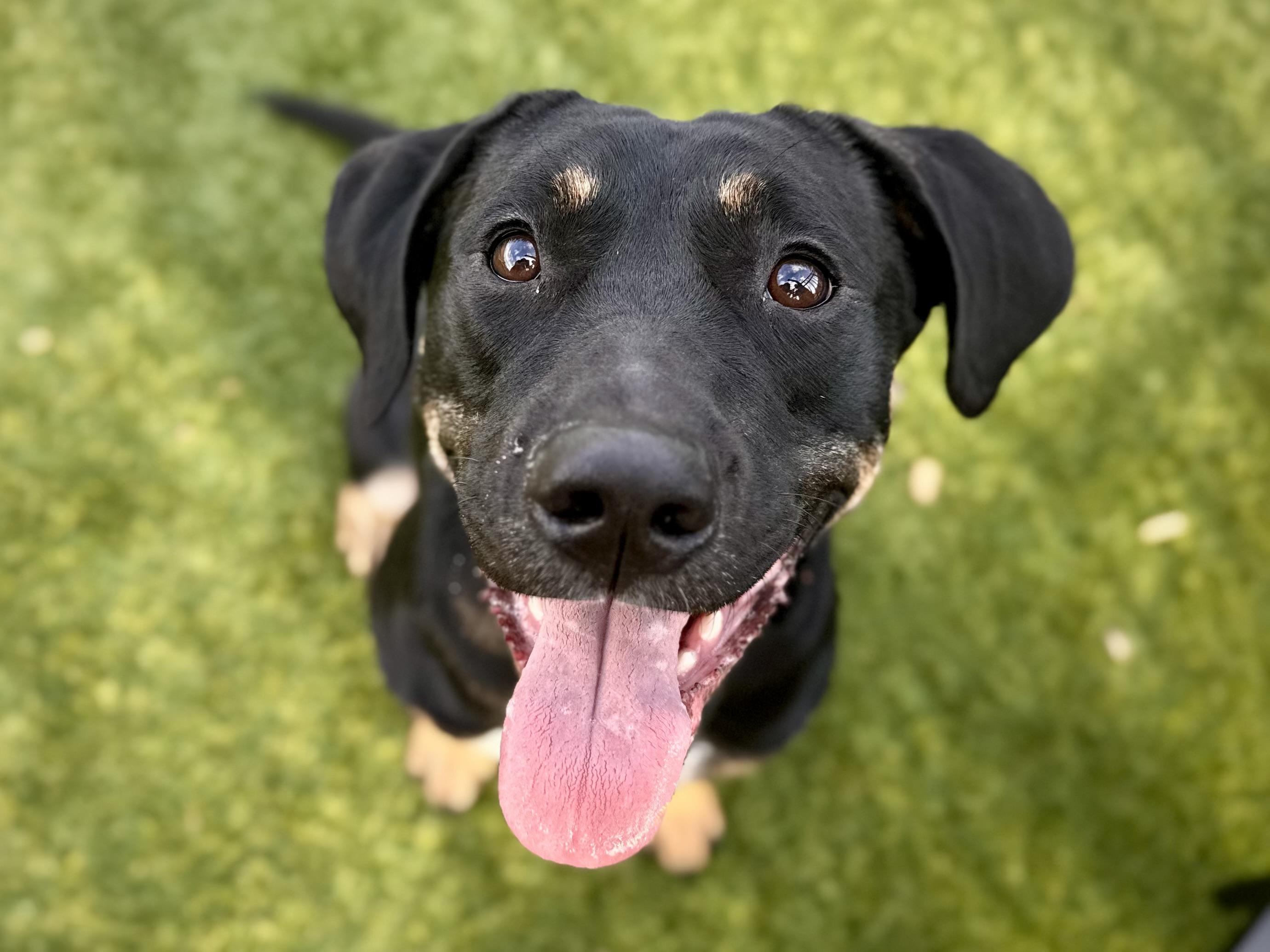 Enlarge Momma Auburn, a Adoptable mixed breed in Mount Juliet, TN image 1/6