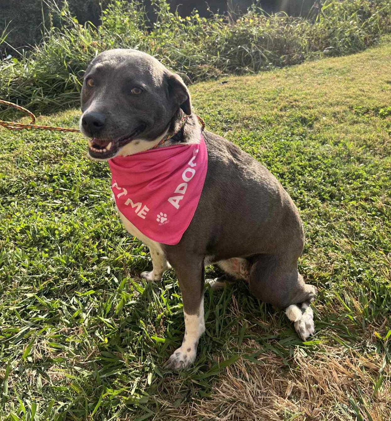 Blu, a Adoptable Mixed Breed in Baton Rouge, LA image 1/6