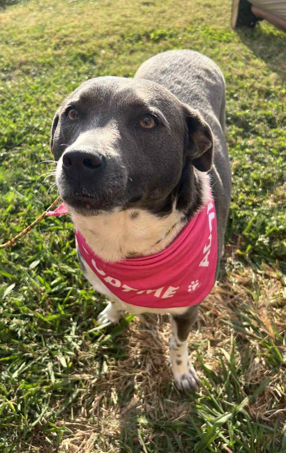 Blu, a Adoptable Mixed Breed in Baton Rouge, LA image 2/6