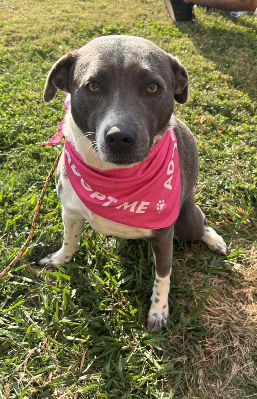 Blu, a Adoptable Mixed Breed in Baton Rouge, LA image 3/6
