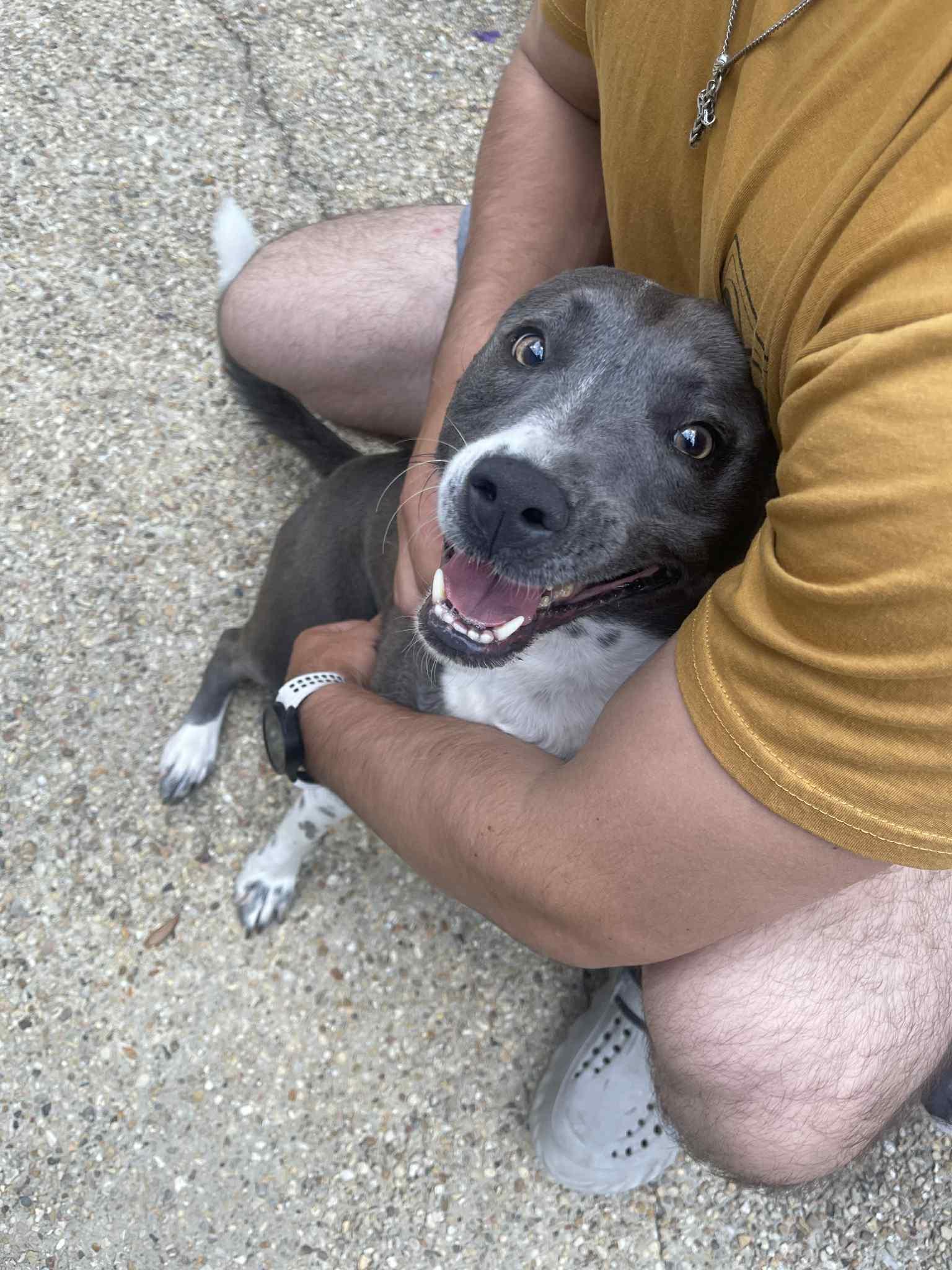 Blu, a Adoptable Mixed Breed in Baton Rouge, LA image 5/6