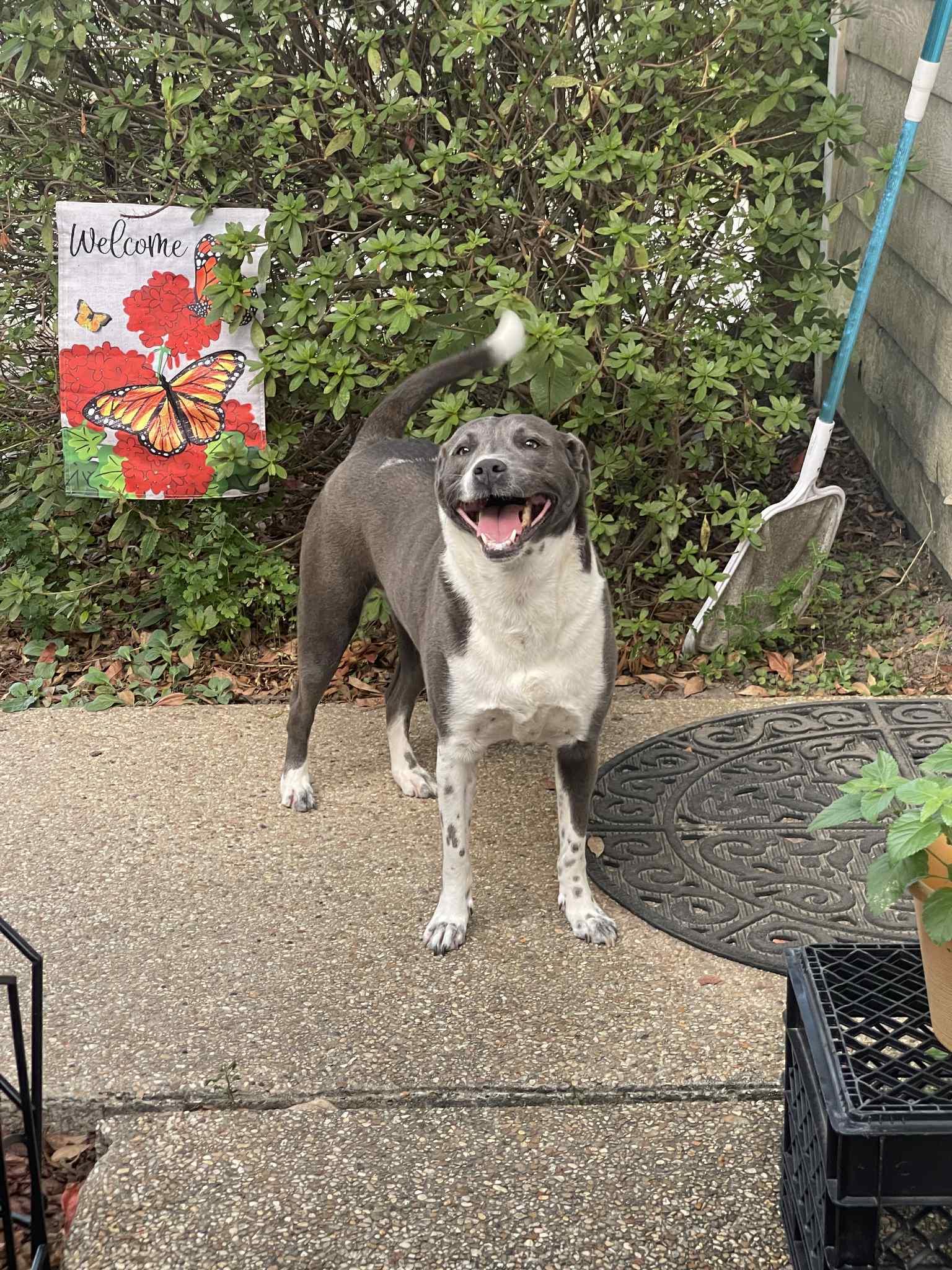 Blu, a Adoptable Mixed Breed in Baton Rouge, LA image 4/6