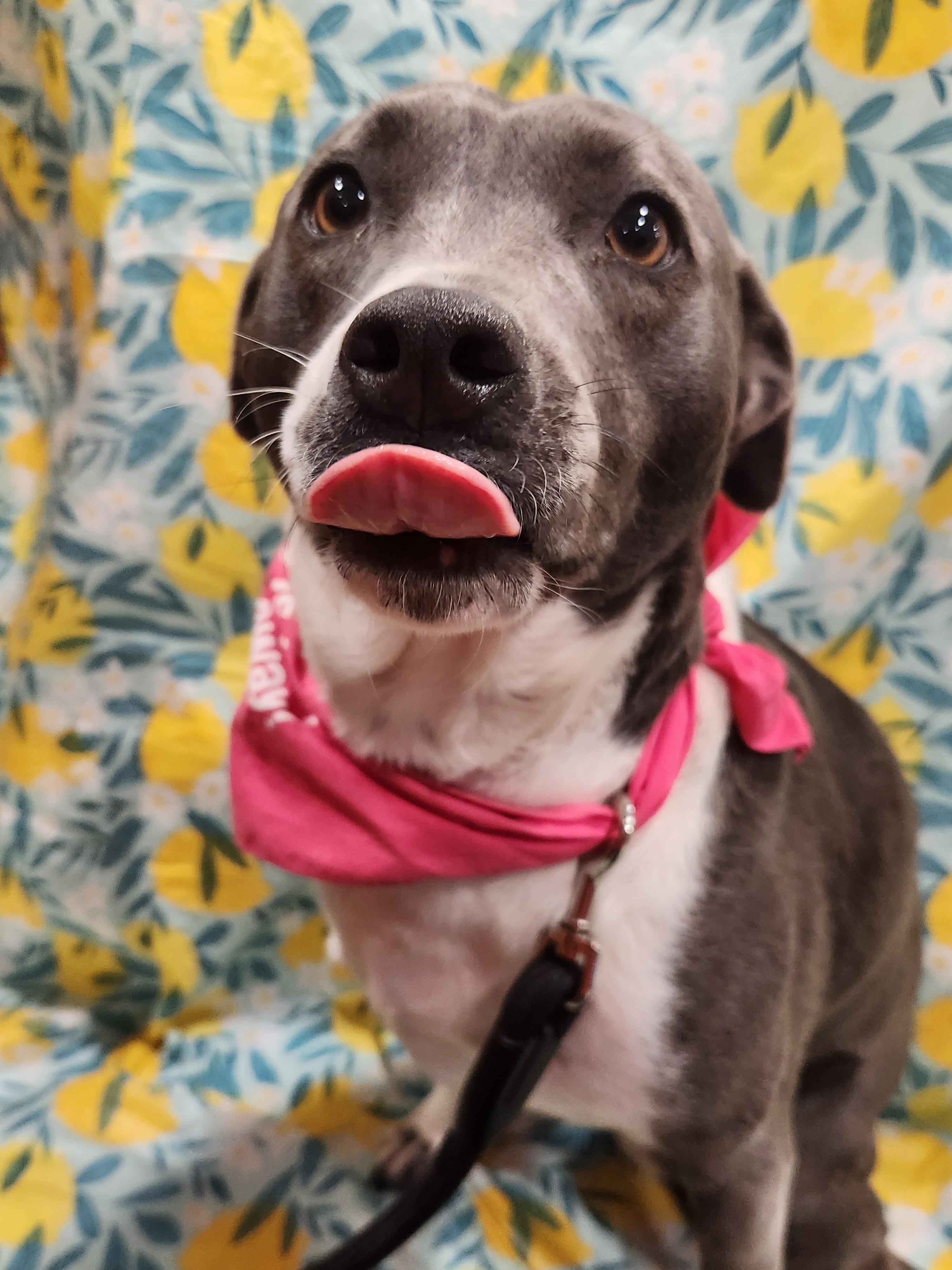 Enlarge Blu, a Adoptable Mixed Breed in Baton Rouge, LA image 2/6