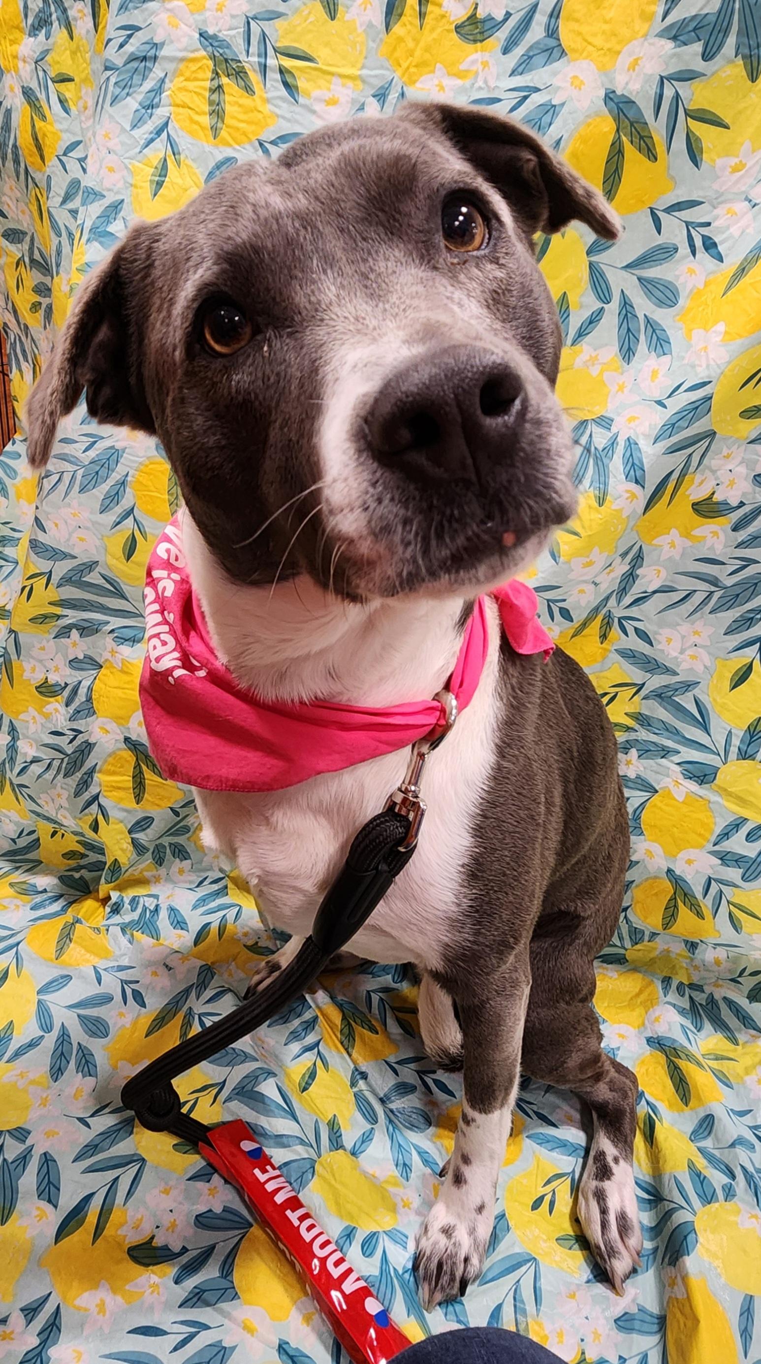 Blu, Adoptable, Adult Female Mixed Breed.