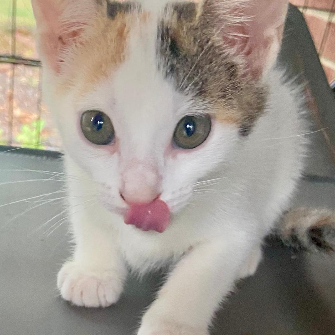 Enlarge Lucia, a Adoptable mixed breed in Gastonia, NC image 2/4