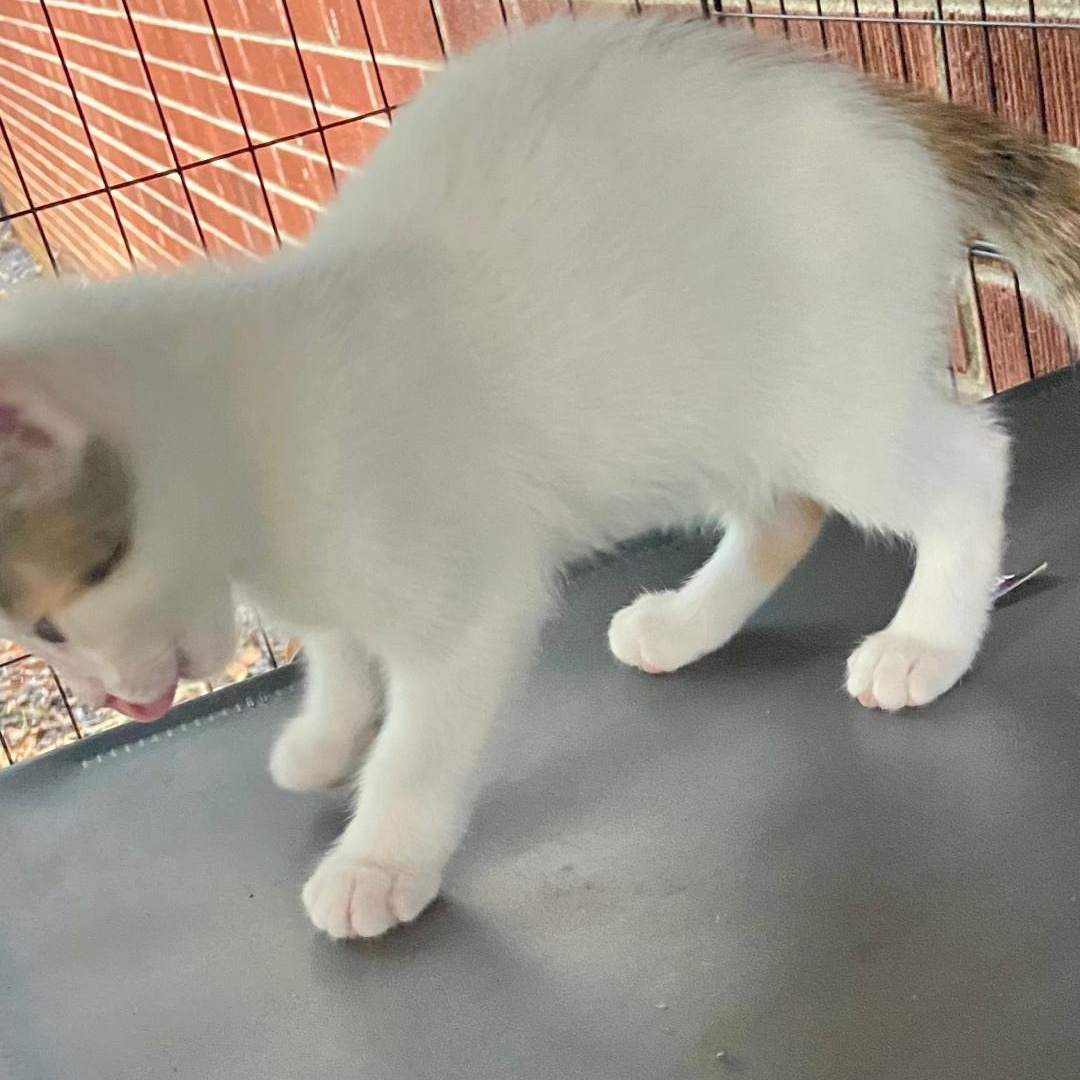 Enlarge Lucia, a Adoptable mixed breed in Gastonia, NC image 3/4