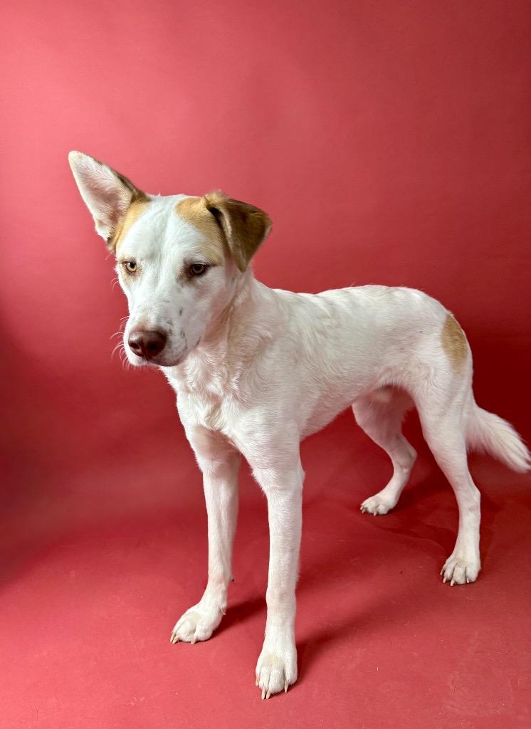 Oatmeal, a Adoptable mixed breed in Rocky Hill, CT image 1/5