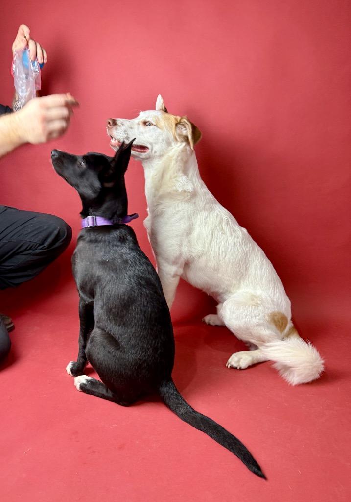 Enlarge Oatmeal, a Adoptable mixed breed in Rocky Hill, CT image 3/5