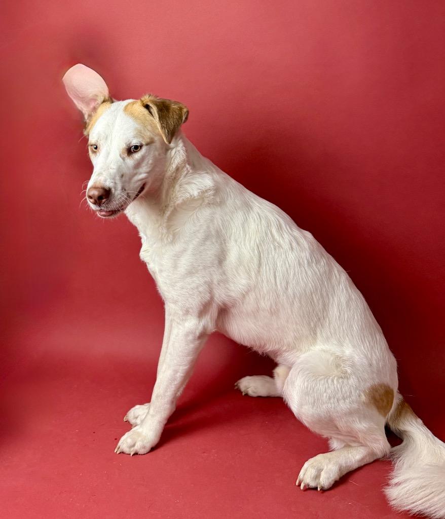 Enlarge Oatmeal, a Adoptable mixed breed in Rocky Hill, CT image 4/5