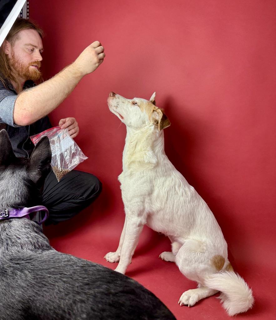 Oatmeal, a Adoptable mixed breed in Rocky Hill, CT image 4/5