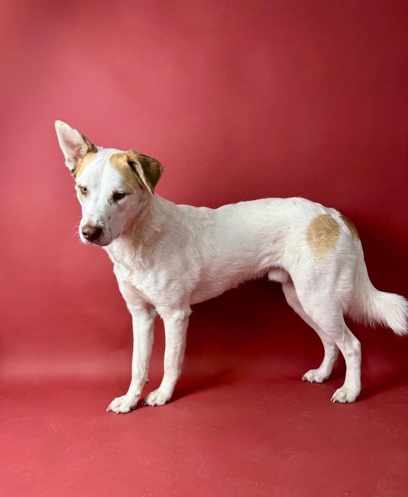 Oatmeal, a Adoptable mixed breed in Rocky Hill, CT image 5/5