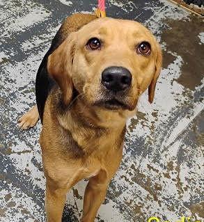 Maisie, Adoptable, Young Female Beagle.