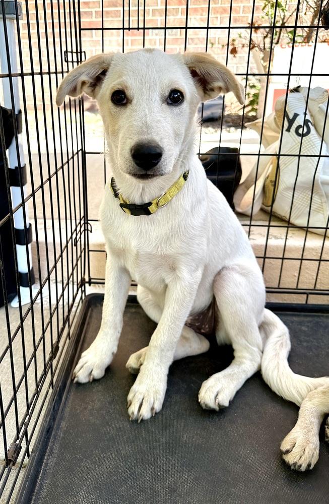 Sooki, a Adoptable mixed breed in Shawnee, OK image 1/6