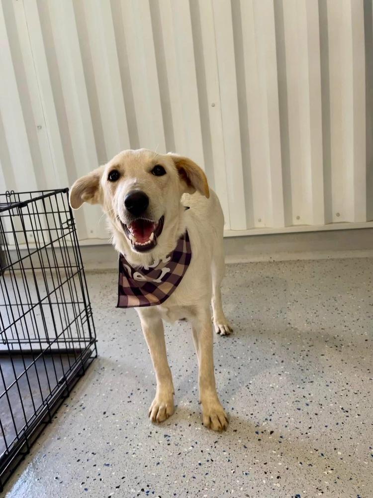 Sooki, a Adoptable mixed breed in Shawnee, OK image 2/6