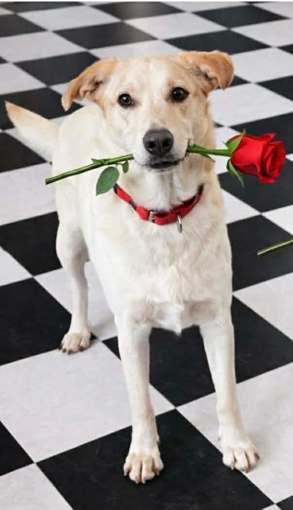 Sooki, a Adoptable mixed breed in Shawnee, OK image 4/6