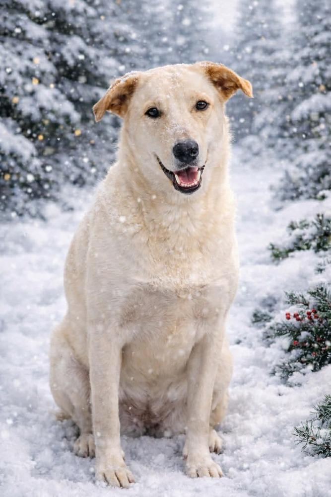 Sooki, a Adoptable mixed breed in Shawnee, OK image 6/6