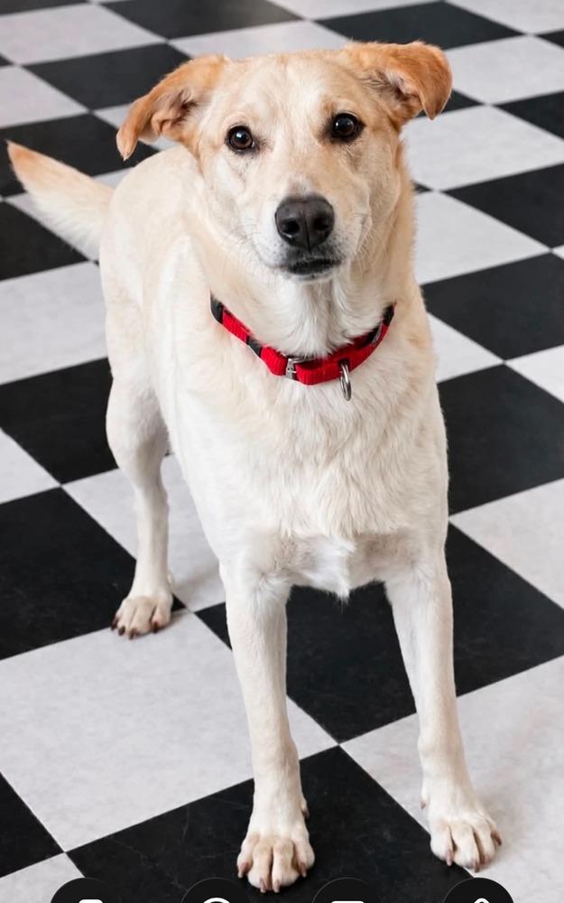 Sooki, a Adoptable mixed breed in Shawnee, OK image 6/6