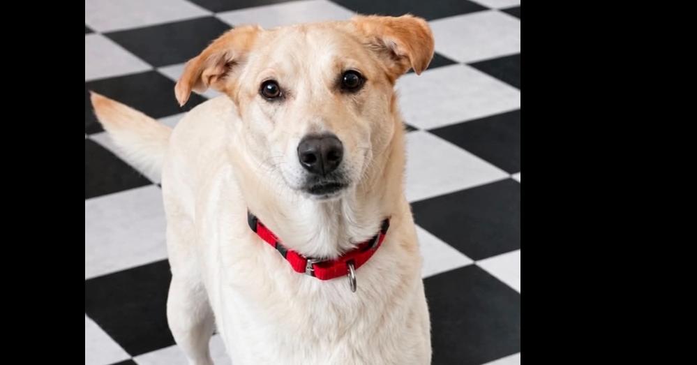 Enlarge Sooki, a Adoptable mixed breed in Shawnee, OK image 6/6